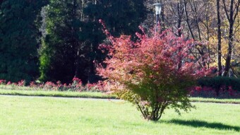 Thursday walk in the park, which still enchants with warmth and colors - My Actifit Report Card: November 3 2022