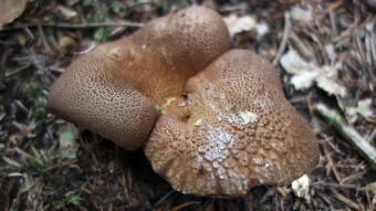 Scutiger pes-caprae - a very rare edible mushroom