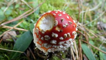 Why do animals eat poisonous mushrooms and nothing happens to them?