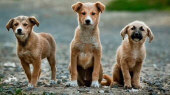 How Proper Socialization And Training Saves The Lives Of Dogs