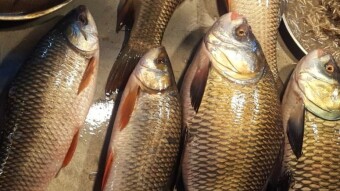 BOC-Photography// A Glimpse into the Heart of a Traditional Fish Market