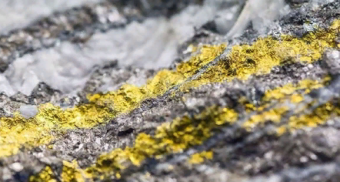 Australian fungi implicated in the extraction of gold
