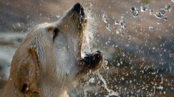 The Dog Breeds That Bark The Most...And The Least!