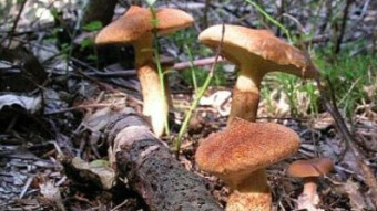 Mushrooms occurring in Europe - Suillus cavipes