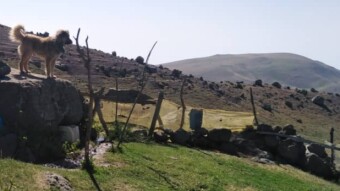 The Story of Chaotic Order | One Day in Wildlands Is Enough for a Lifetime…