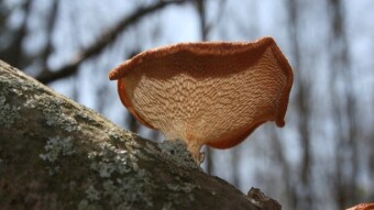 Fungi Friday: Polypore-palooza