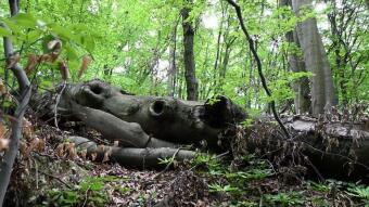 A Pleasant Spring Walk - My Actifit Report Card: June 2, 2026