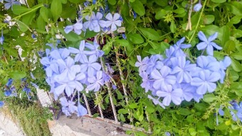 Blue jasmines