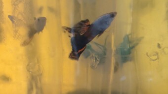 Think male guppies are cute, innocent fish? Think again...