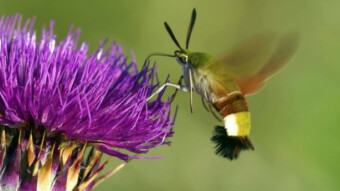You can go wrong - the gorgeous Hummingbird hawk-moth