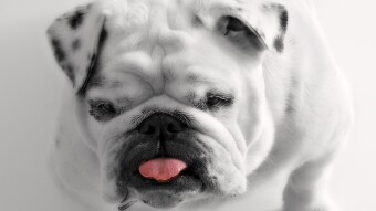 BitDoge