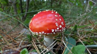 Autumn walk in the Kraków-Częstochowa Upland - an overview of various species of mushroom