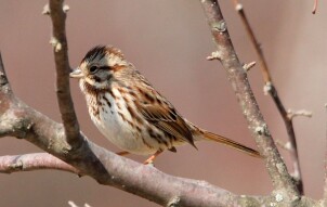 Song Sparrow (Melospiza melodia)