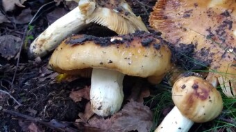 Inedible lamellar mushrooms - Stinking Dove Russula foetens.