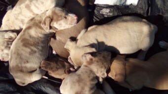 Puppy Pictures!