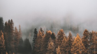 My Despisition of the Fall