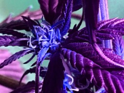 Publish0x Color Challenge : Sunday Purple