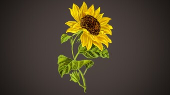 Digital Painting Of A Sunflower And The Creation Steps