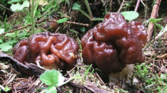 Mushrooms occurring in Europe - Gyromitra