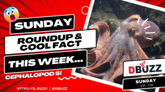 Recap of this Week's Posts by D.Buzz Vol.156