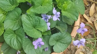 Murchison Farm's Heirloom Plants, Flowers, Flowering Trees, and Fruit Trees