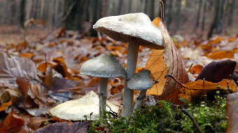 Autumn mushrooms of Europe - Blue roundhead