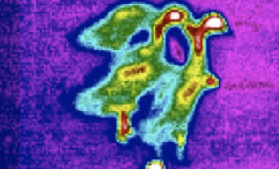 Ducks and Alpacas on a Farm in infrared