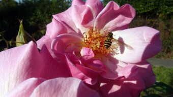 Walk around the "Rosarium" - My Actifit Report Card: September 6 2022