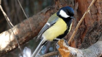 Today a meeting with a large group of great tits