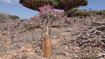 Socotra, an island out of this world, a forgotten wonder of the world