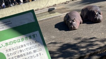 Hippos at Kumamoto Zoo