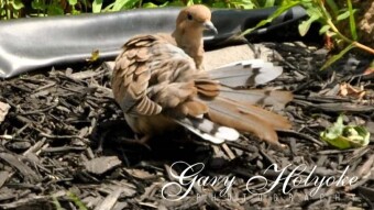 The story of the dove.