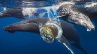 This cryptocurrency has the “most bullish chart”: whales have already begun to accumulate this altcoin!