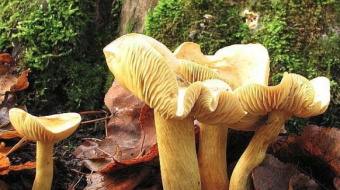Mushrooms occurring in Europe - Tricholoma sulphureum var. sulphureum