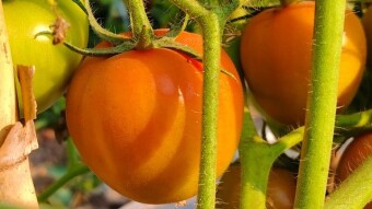When I visited a brother's vegetable field.