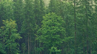TreeApp