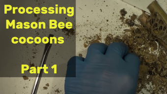 Video of processing Mason Bee cocoons Part 1