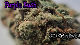 Purple Kush Cannabis Strain Review
