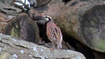 Blind Man Bird Hunt