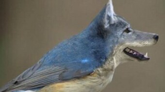 Did you know? Bird that barks like a dod