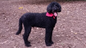 How to Improve Your Dog’s Health: 5 Research-Backed Nutrition Tips