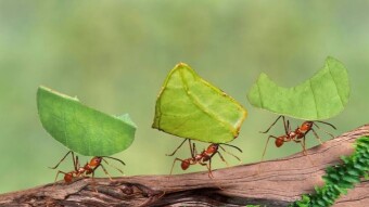 Lessons from the ants