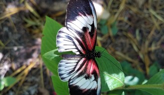 Butterfly Wings