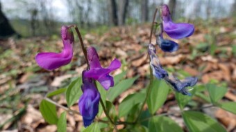 Hiking along Jurassic trails and beautiful forest flowers