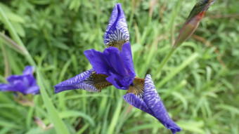 Such surprises happen in the middle of nowhere - Siberian iris