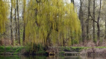 Sunday painted green. The pace is a bit slow, but maybe that's a good thing? - My Actifit Report Card: April 16 2023