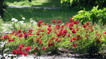 Quite a successful and finally peaceful day in the park - My Actifit Report Card: June 24 2024