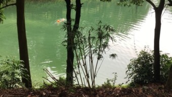 Red flower lake. Part 1.