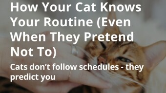 How Your Cat Knows Your Routine (Even When They Pretend Not To)