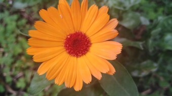 After All These Years, I Just Realized What My Favorite Flower Is!!!